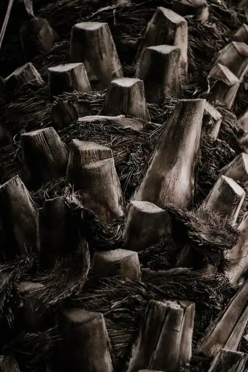 砍断的树桩图片