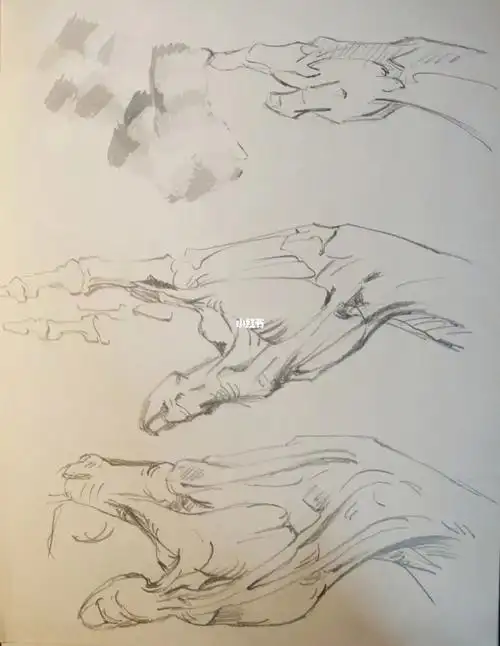 伯里曼人体速写手掌的拇指侧