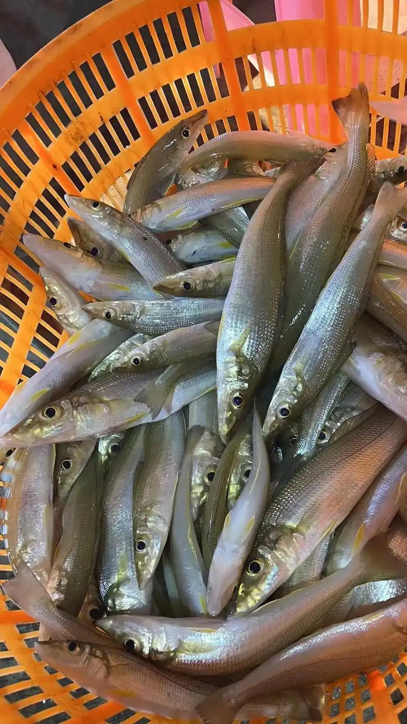 沙丁鱼(沙丁鱼也叫沙尖鱼部分地方也叫沙锥鱼 - 抖音