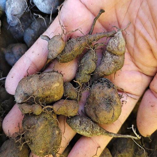 现挖广西深山新鲜三叶青中药丝线吊金钟石猴子草药金线吊葫芦500g