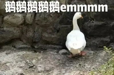 炖大鹅是什么梗?