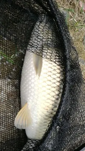 人生中钓的最大草鱼