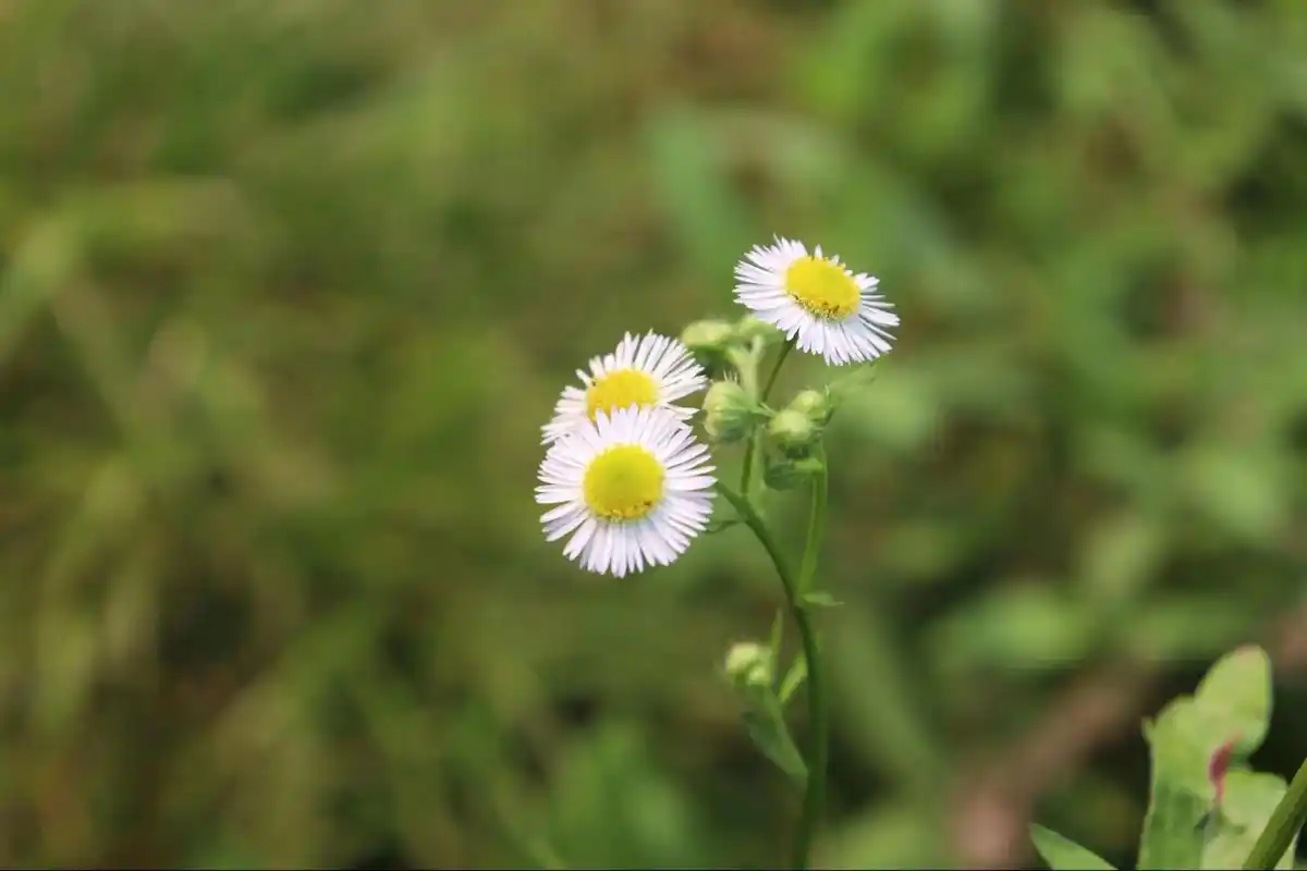 这么美丽的小野花当然要分享给你啦春天