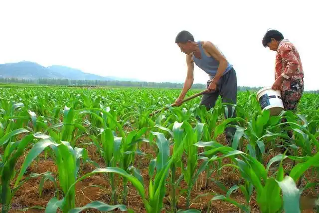 七十多岁的父母在地里劳作累死累活,四十岁的儿子打麻将快活