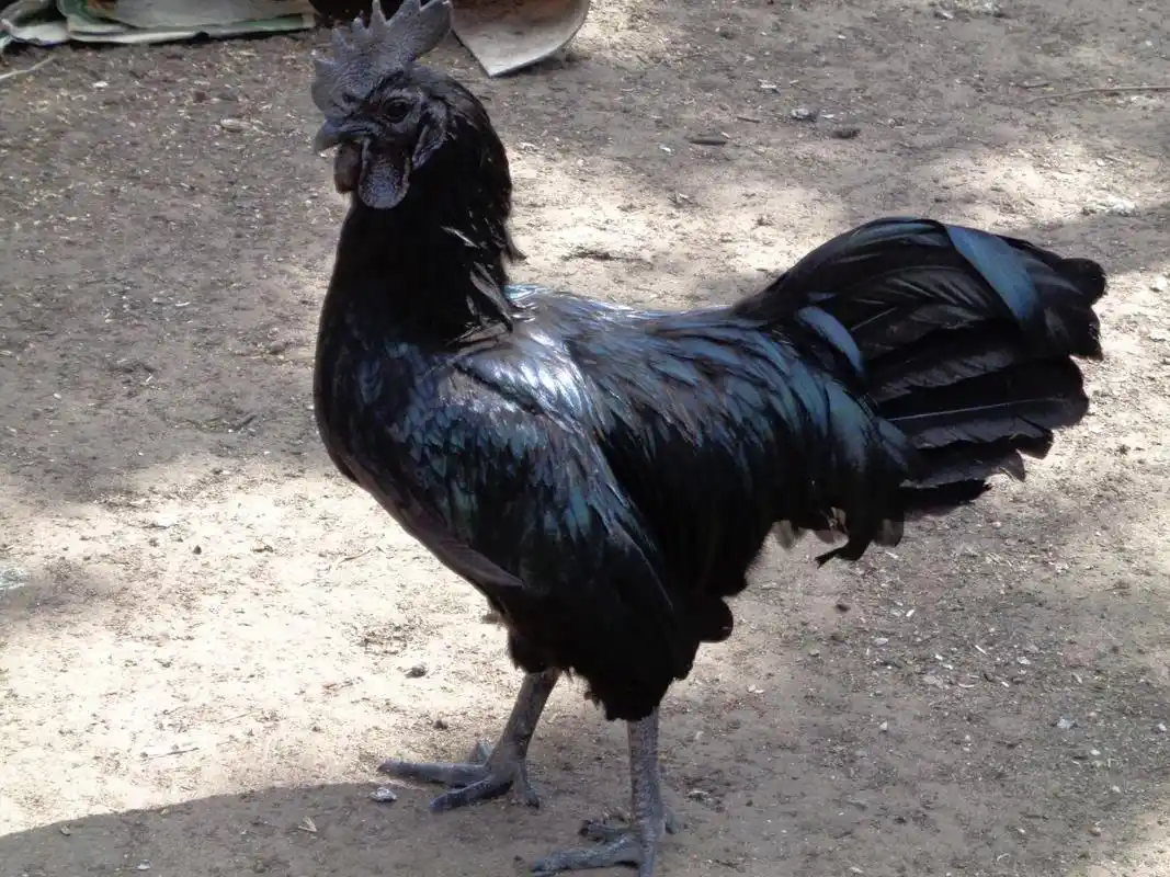 男子在深山抓到只黑公鸡,将其照片发在网上后,让他乐开了