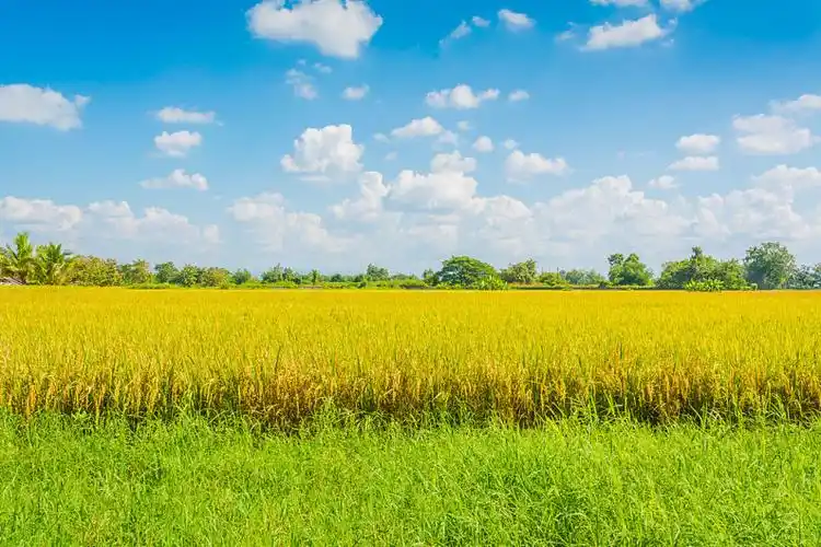 金色,稻田,图像,蓝天,背景_高清图片_全景视觉