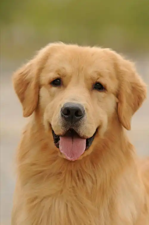 金毛9种颜色的照片金毛各种颜色的图片