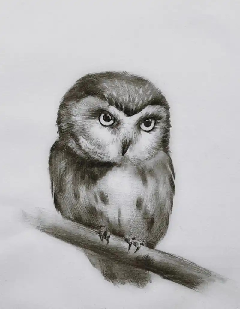 猫头鹰素描绘画步骤