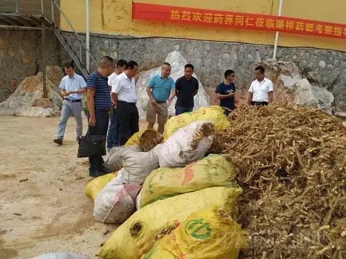 商家收购的玉竹鲜货