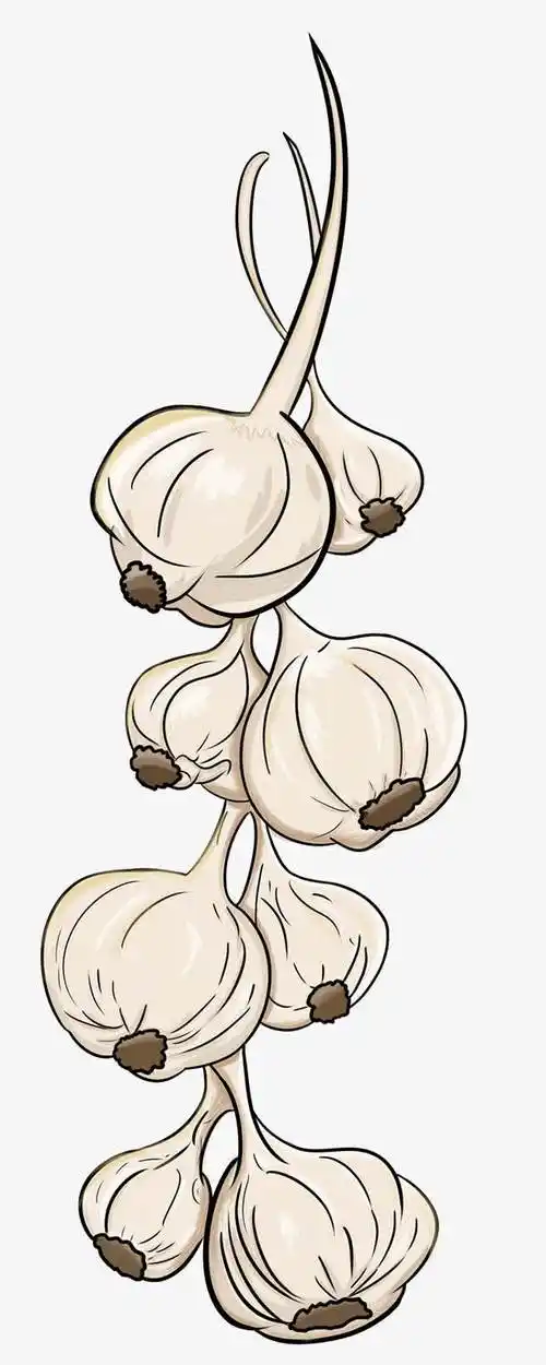 卡通白色大蒜