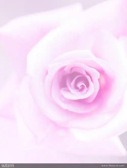 唯美温馨粉色玫瑰花背景高清图片