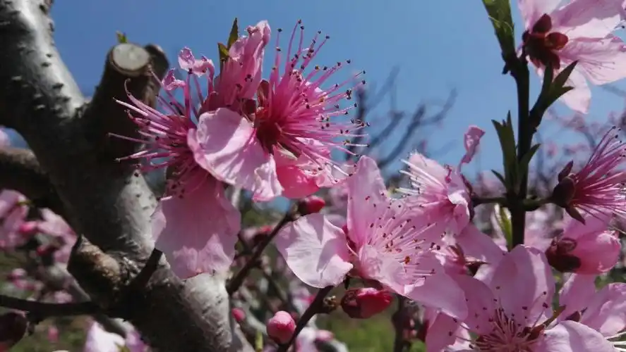 春光融融,春山苍苍,春水洋洋,春风袅袅,春雨蒙蒙,春花妍妍,春草青青