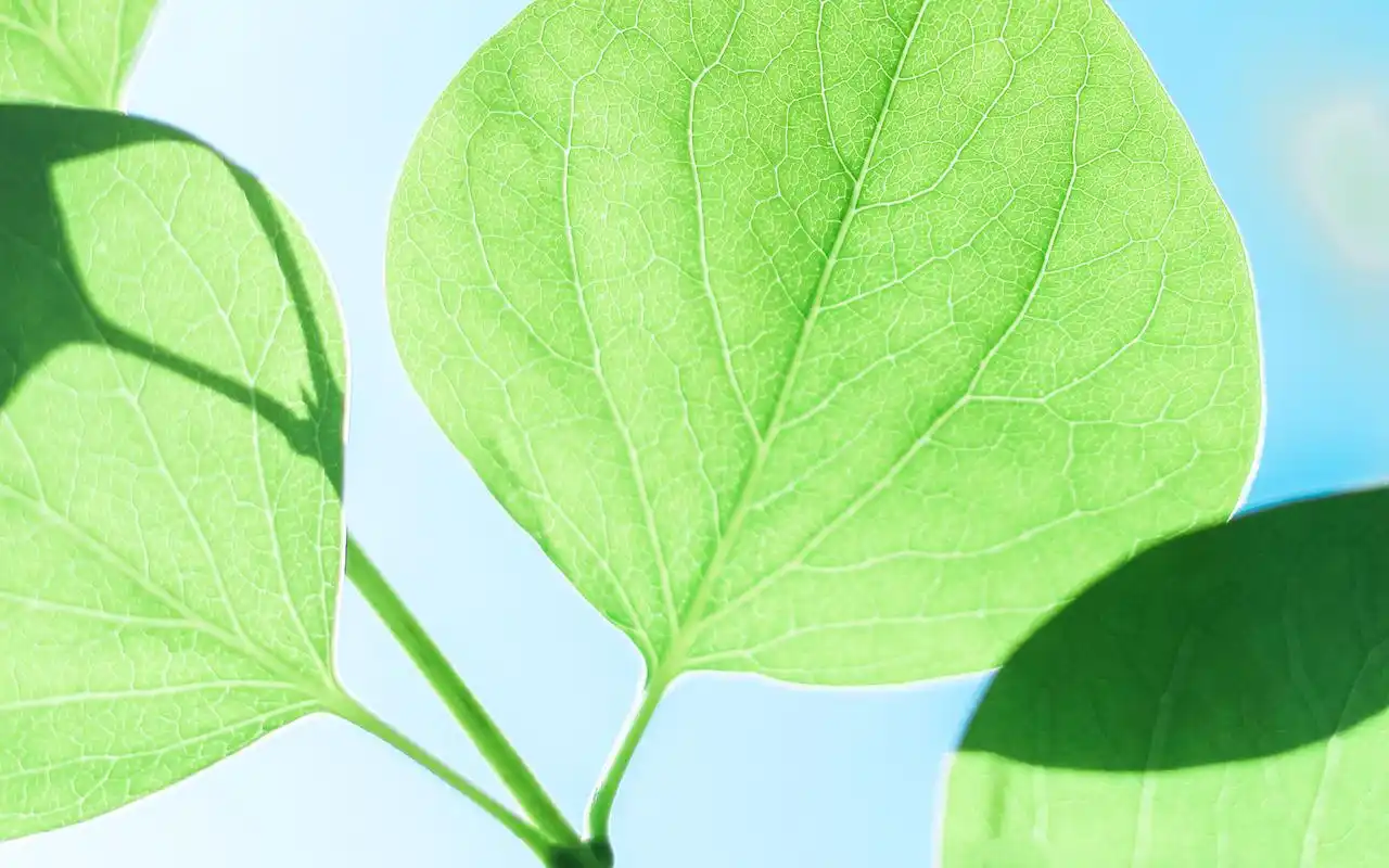 绿色护眼小清新植物图片电脑桌面壁纸