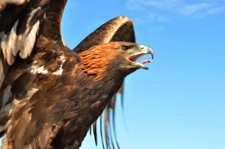 金雕展翅.2011年拍摄