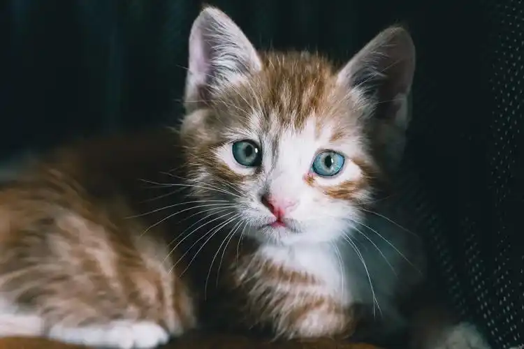 猫猫图片大全可爱 高清壁纸 摄影图片