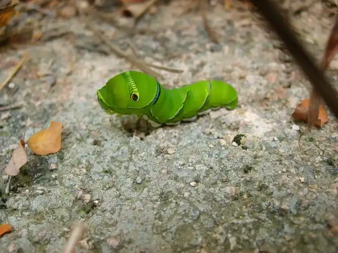 > 漂亮的小虫子