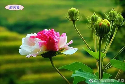 《世界名花影像宝典》 88集 美丽多姿的《芙蓉花》