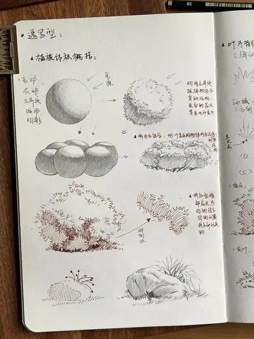 钢笔淡彩教程植物速写慢写线条技法