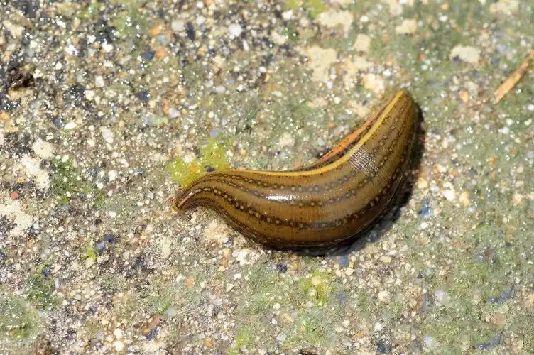 水蛭就是我们经常说到的蚂蟥,属于一种环节动物,全世界共有500多种