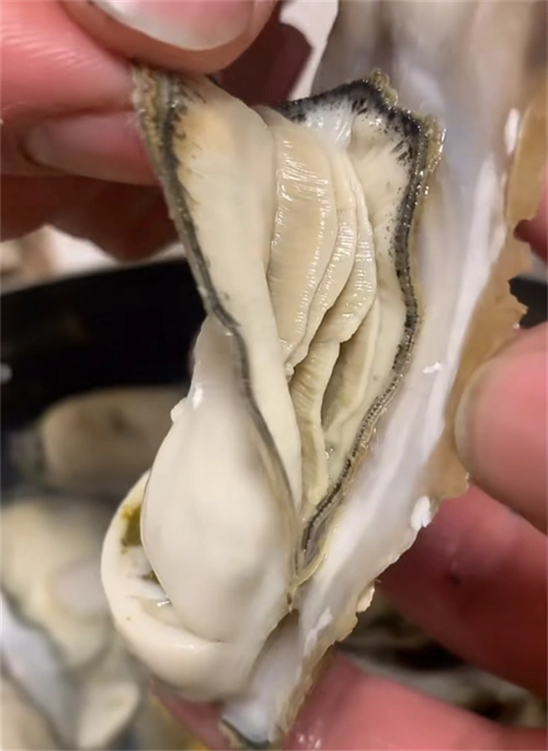 吃生蚝时,需要去掉内脏吗?老渔民告诉你答案,以后可别再吃错