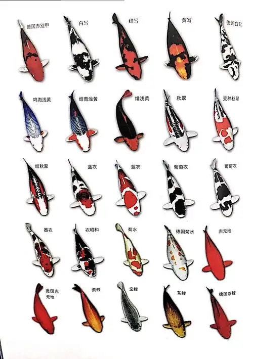 锦鲤品种-http://www.koi-dragon.com
