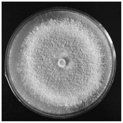 一株多功能里氏木霉及其应用的制作方法