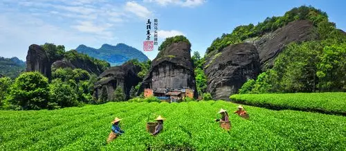 马头岩茶叶旗舰店