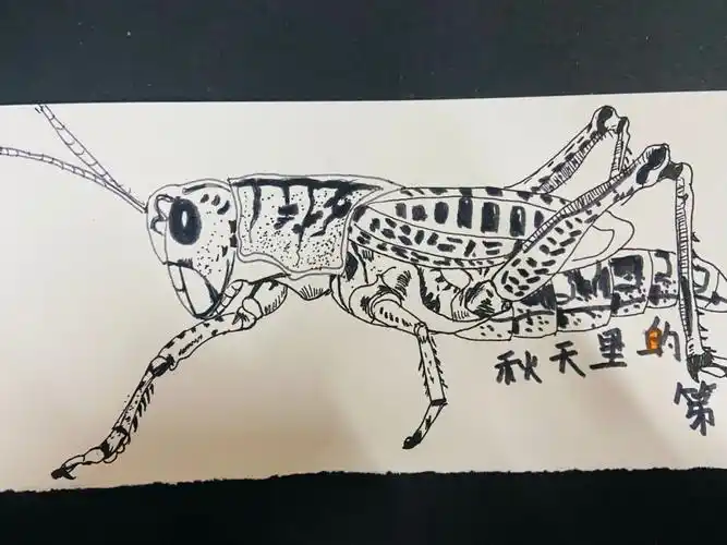 线描蚂蚱