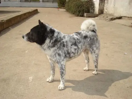 有没有和这个搭的图片