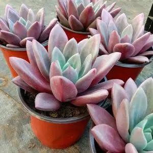 桃花源多肉植物云南基地颜色状态佳品质好 萌肉肉 实物花卉盆栽