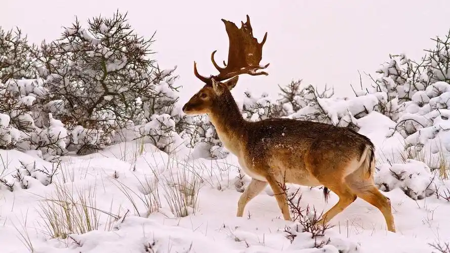 冬天里的麋鹿森系