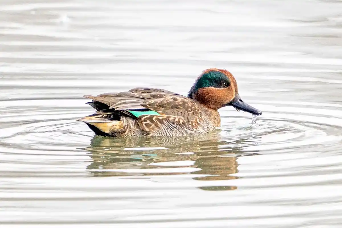 绿翅鸭#原创摄影#野生鸟类野拍 - 抖音