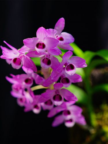 石斛兰花麝香稀有开花紫红色有香味缅甸经典盆景时令草本花卉