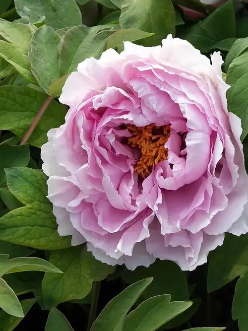 洛阳牡丹甲天下