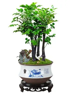 小叶紫檀盆景植物室内山水造型盆栽客厅大颗树苗花卉老桩桌面绿植
