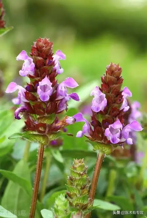 每天一味中药～夏枯草
