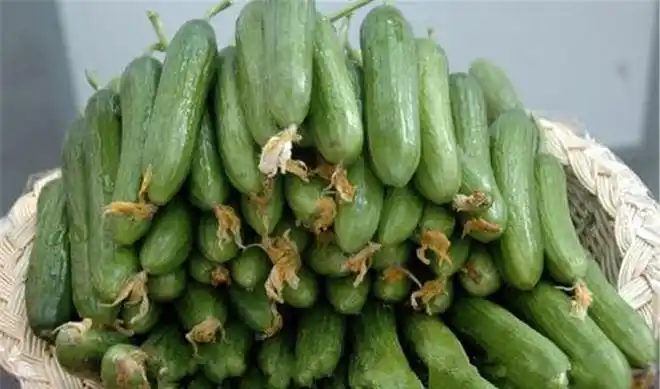 越南有种乳瓜外形长得很奇特原来是一位女艺术家人造的