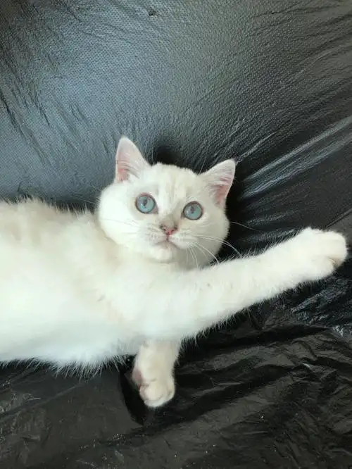 有点社交牛逼症#义乌猫咪  #义乌猫舍  #银点  #英短银点猫舍  #金华