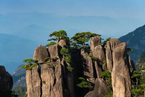安徽黄山景区始信峰山峰上的松树自然风光