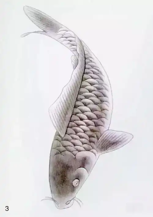 鲤鱼的工笔与写意画法,值得收藏!