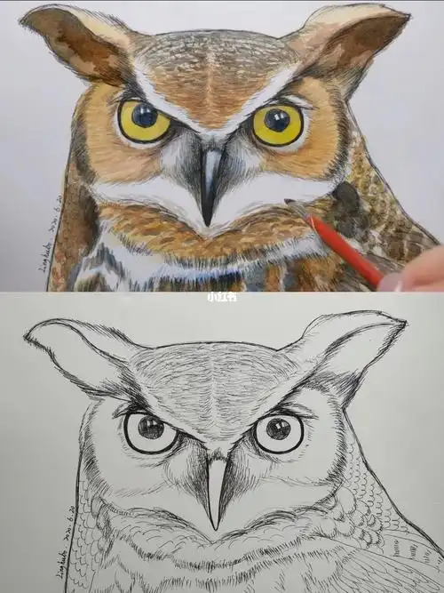 钢笔淡彩猫头鹰上色