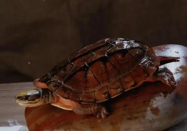 金钱龟,一只堪比一套房