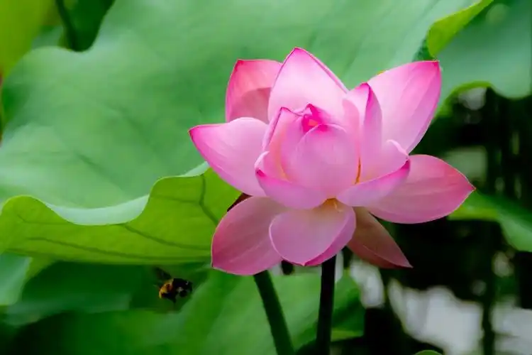 八卦田中今日花型最漂亮的荷花