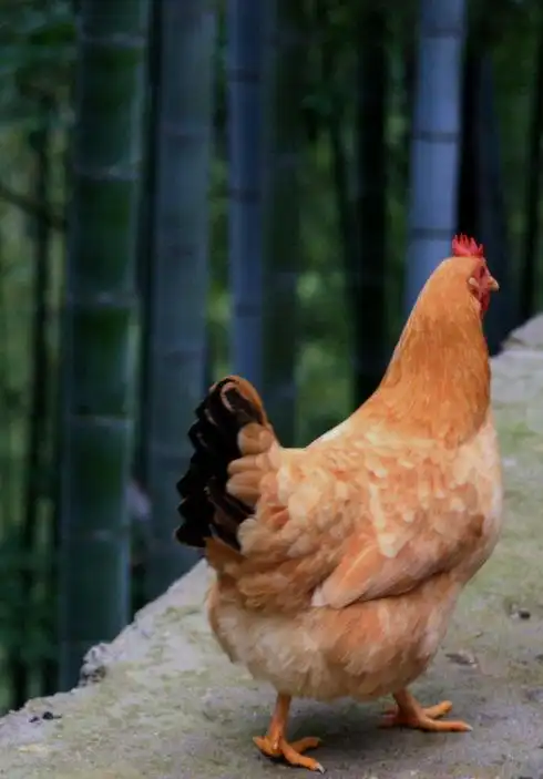 连木坑村的母鸡,也可竹林信步