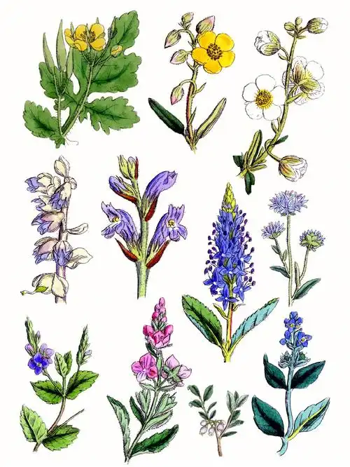 复古花卉手帐素材六野玫瑰