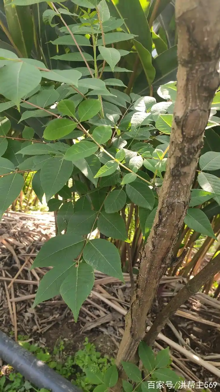 植物百科之黄柏:中药材,当前农村经济种植项目之一!