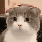 gif动图表情包萌宠