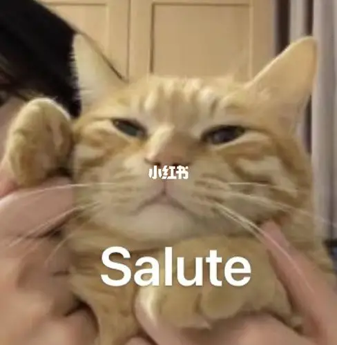 小猫咪对你敬礼salute