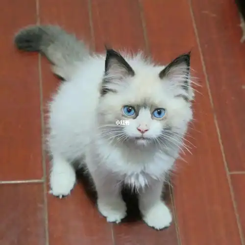 布偶弟弟小时候长着生人勿近的脸