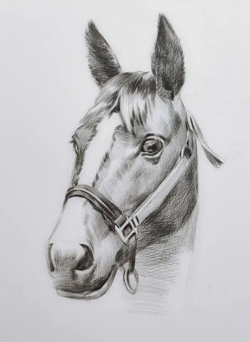 马到成功—素描绘画步骤